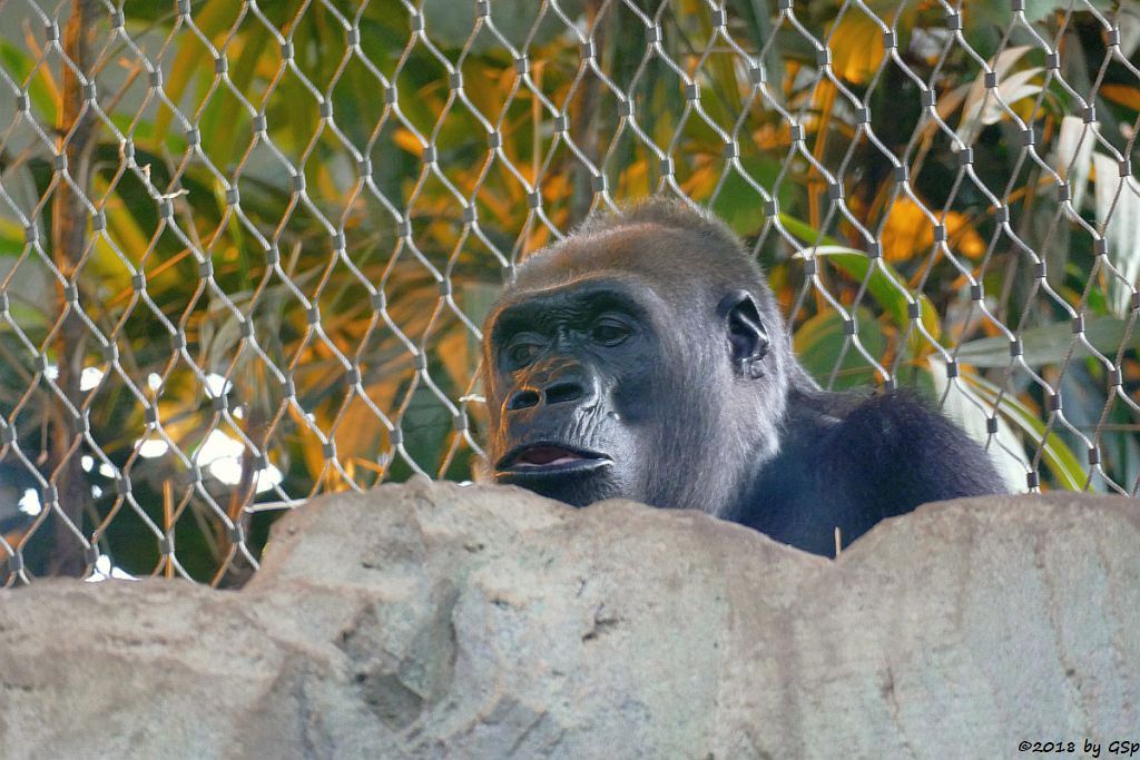 Flachlandgorilla REBECCA