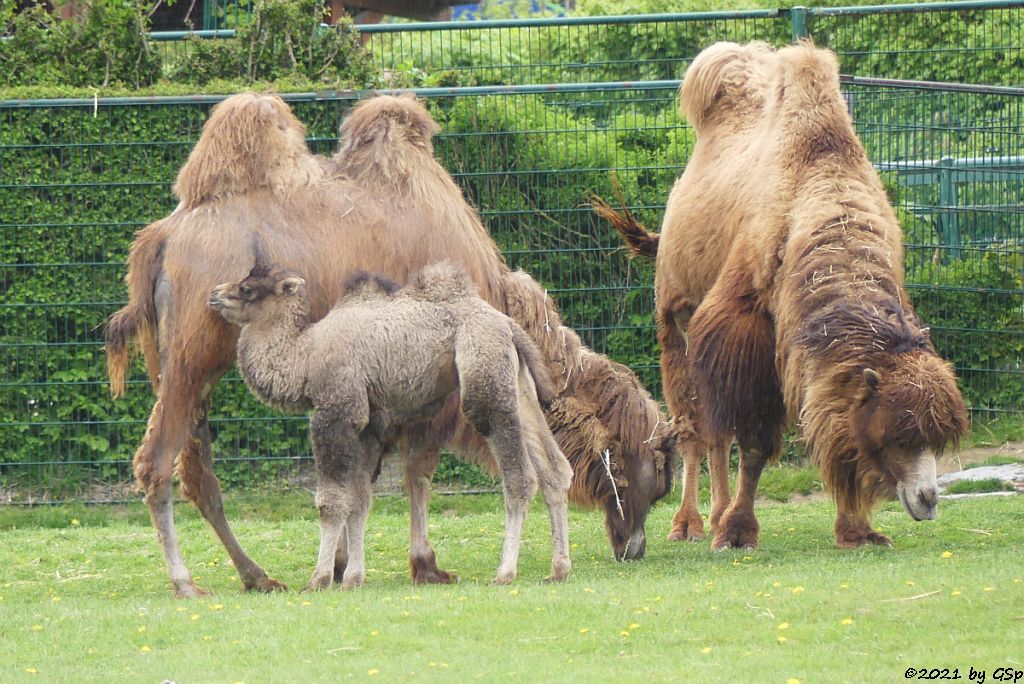 Trampeltier (Zweihöckriges Kamel, Hauskamel),  Jungtier CONNOR geb am 7.4.21