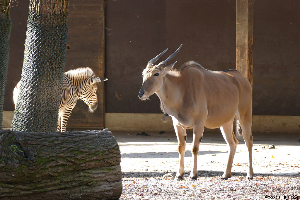 Hartmann-Bergzebra, Elenantilope