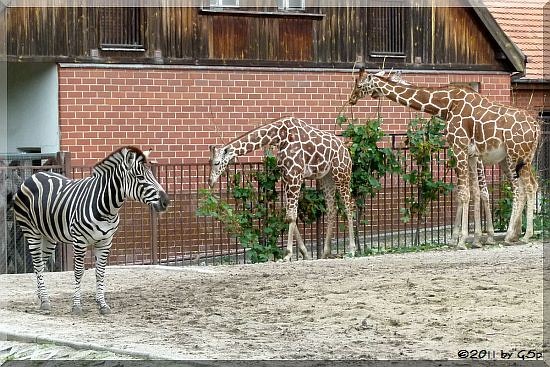 Böhm-Steppenzebra und Netzgiraffe