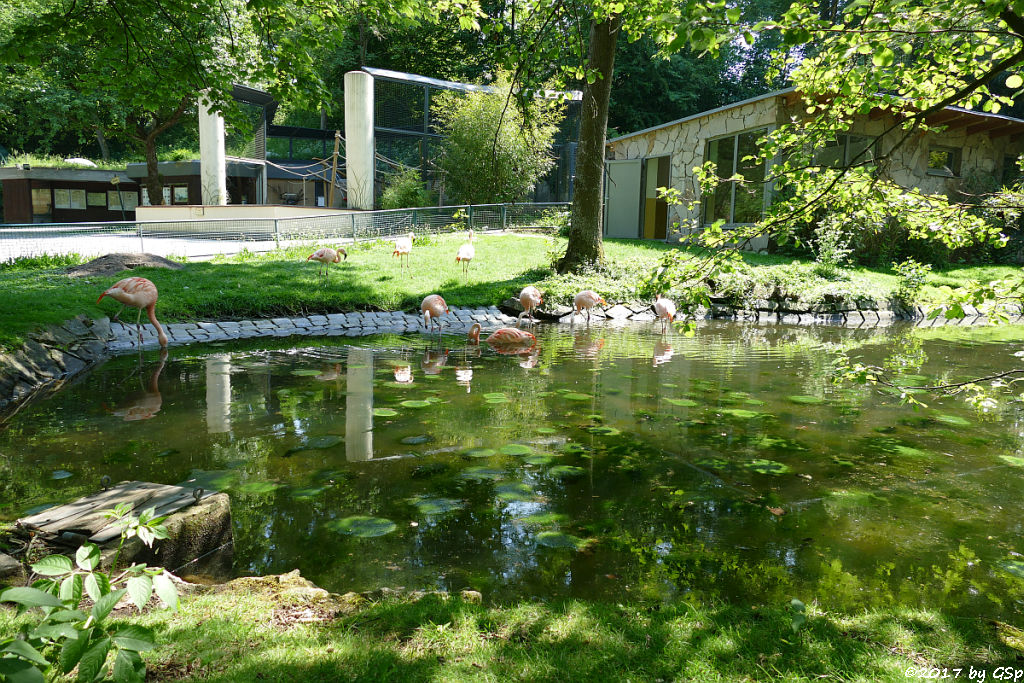 Chileflamingo (Chilenischer Flamingo)