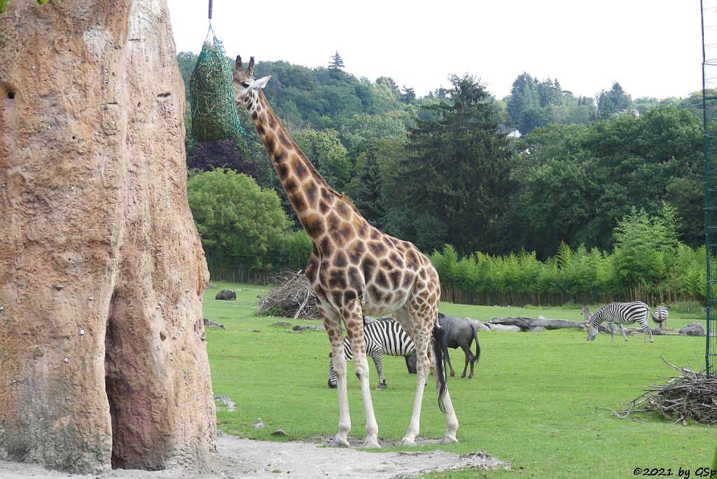 Rothschildgiraffe (Uganda-Giraffe, Baringo-Giraffe), Böhm-Steppenzebra (Grant-Zebra), Südliches Streifengnu (Blaues Gnu)