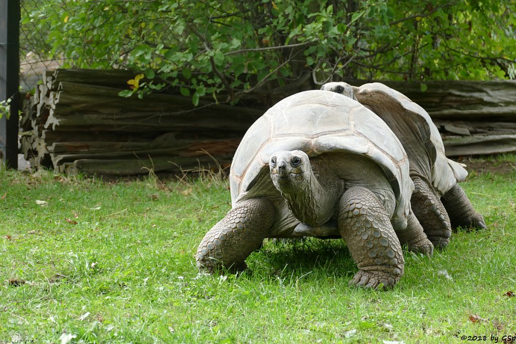 Aldabra-Riesenschildkröte (Seychellen-Riesenschildkröte)