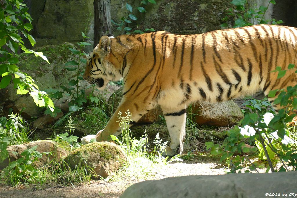 Amurtiger (Sibirischer Tiger, Mandschu-Tiger)