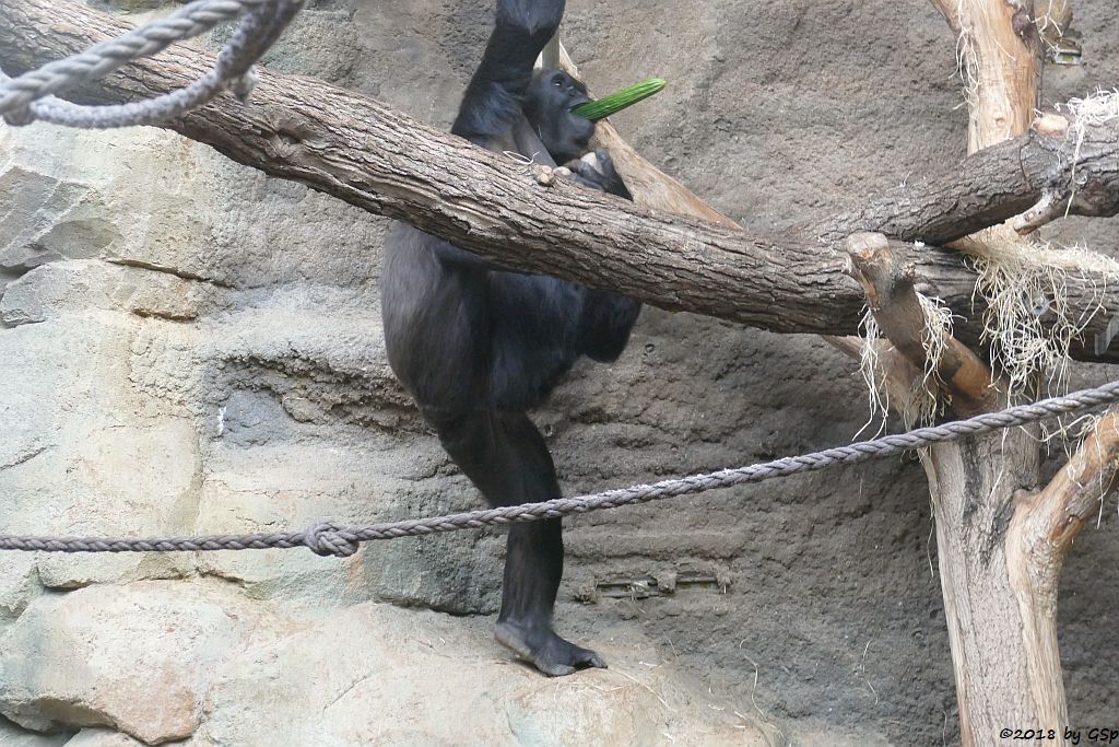 Flachlandgorilla DIAN