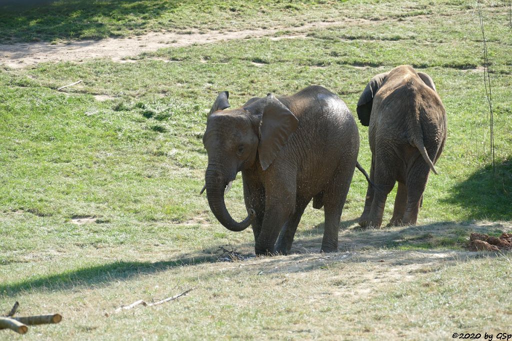 KARIBA, LILAK