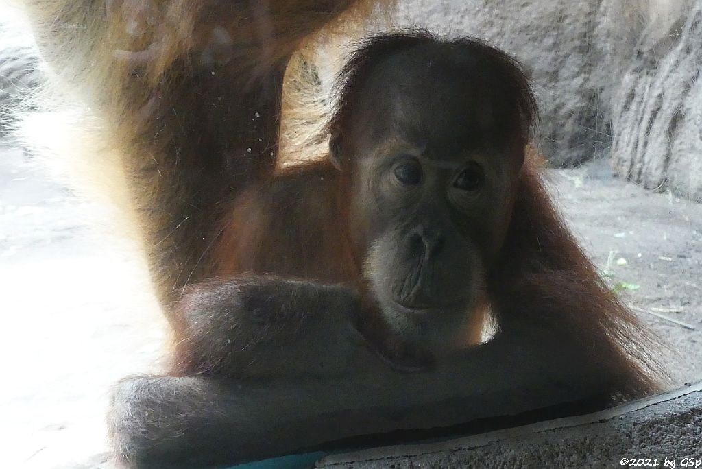 Sumatra-Orang-Utan