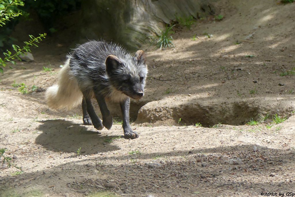 Polarfuchs (Eisfuchs, Blaufuchs)