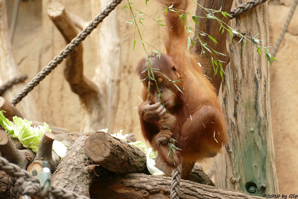 Sumatra-Orang-Utan