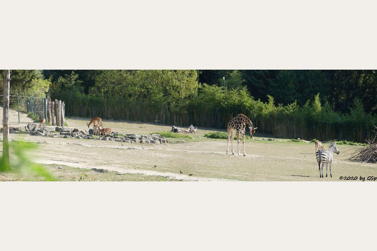 Impala (Schwarzfersenantilope), Rothschildgiraffe (Uganda-Giraffe, Baringo-Giraffe), Böhm-Steppenzebra (Grant-Zebra)