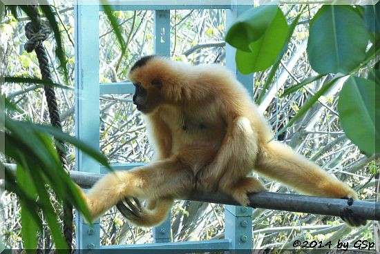 Weißwangengibbon KIRIN