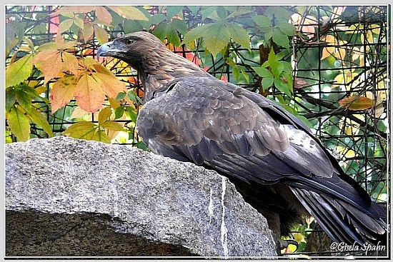 Steinadler