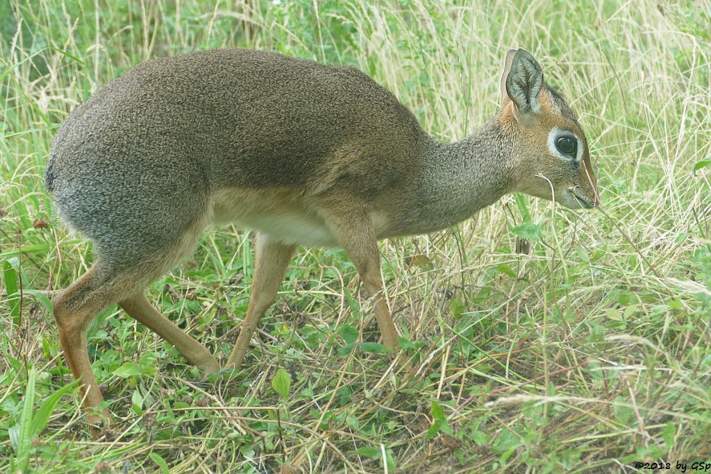 Kirk-Dikdik (Kirk-Rüsseldikdik, Kirks Zwergrüsseldikdik)