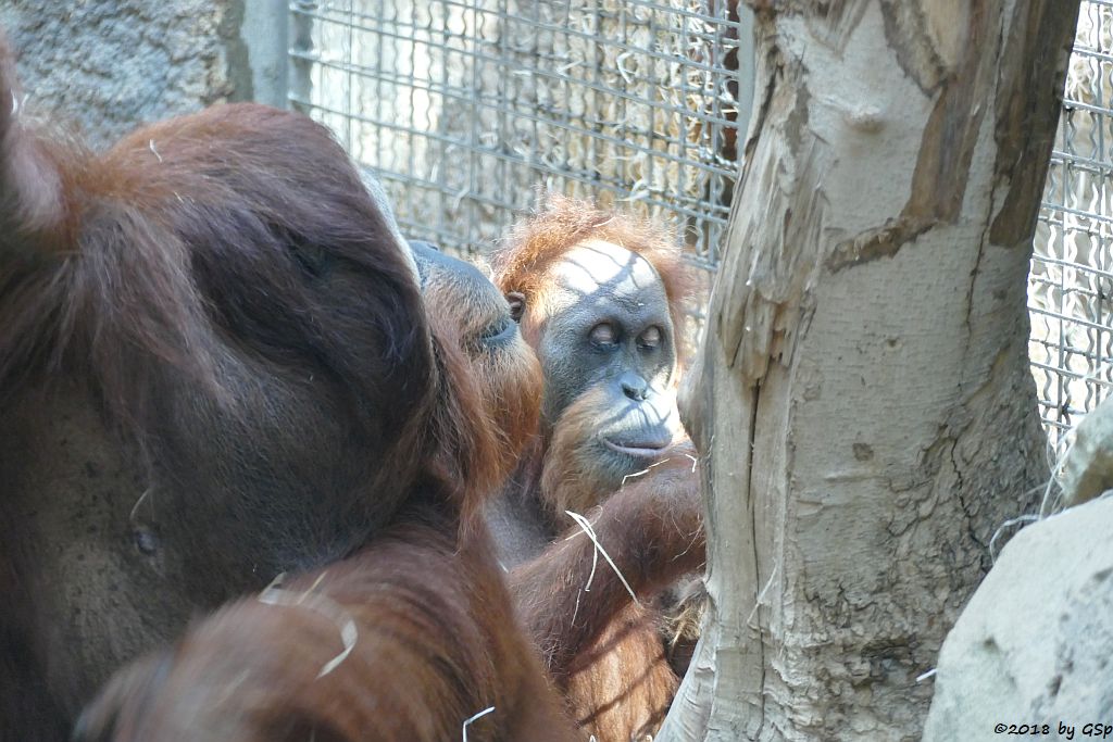 Sumatra-Orang-Utan KEMBALI