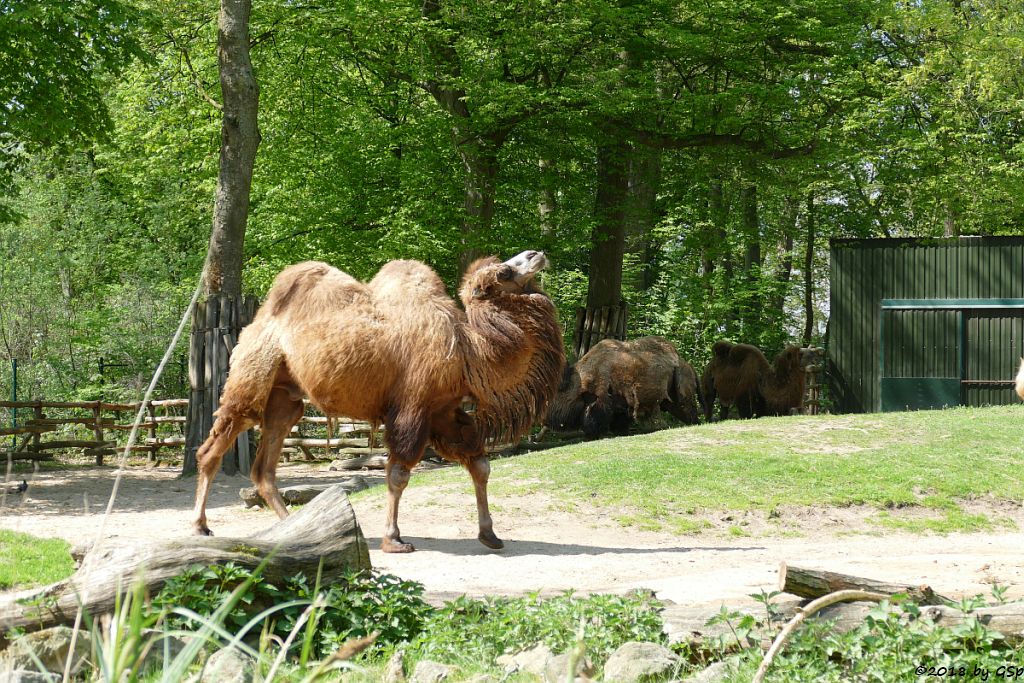 Trampeltier (Zweihöckriges Kamel, Hauskamel)