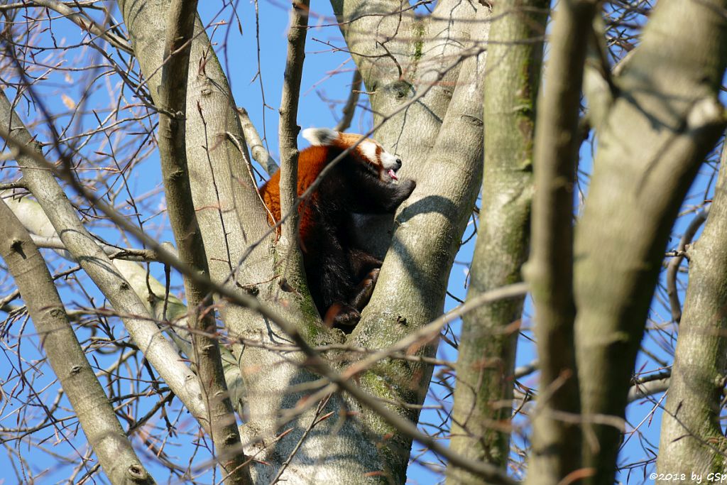 Westlicher Kleiner Panda (Westlicher Katzenbär, Nepaliesischer Roter Panda)