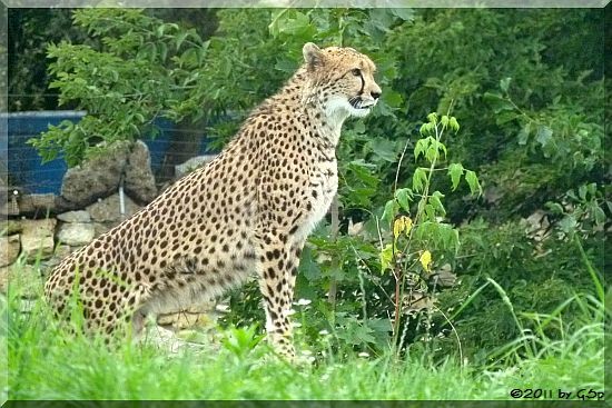 Gepard