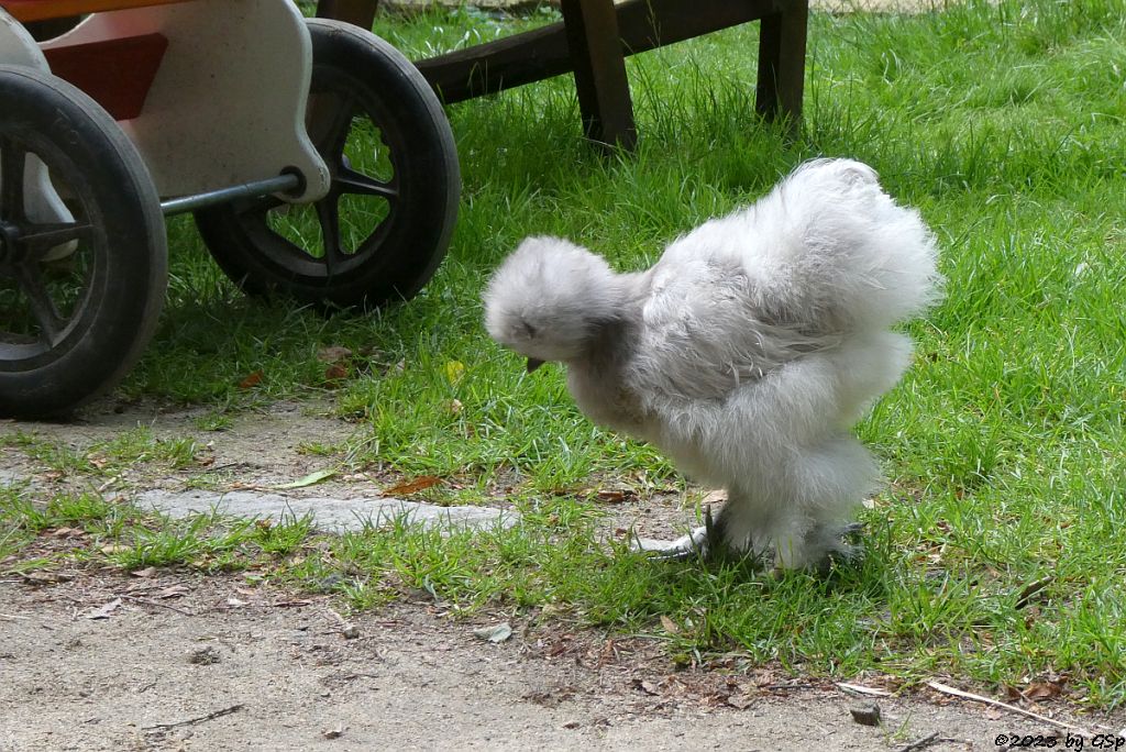 Chinsesisches Wollhuhn