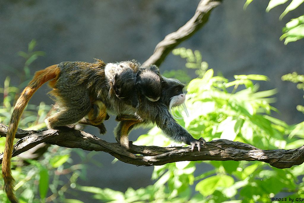 Rotschwänziger Kaiserschnurrbarttamarin, Jungtiere geb. 10.4.18 (6 Wochen alt)