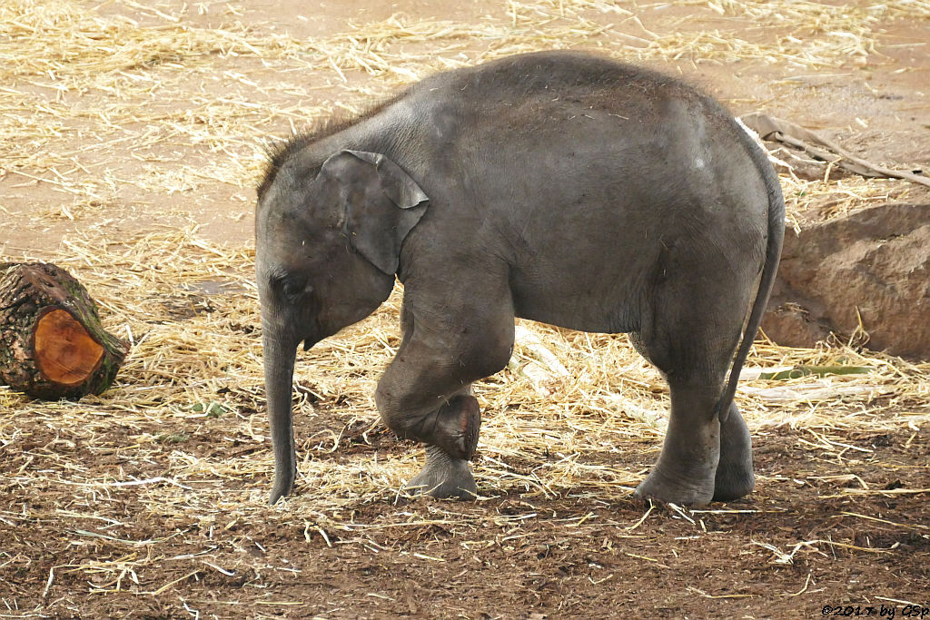 LA MIN KYAW