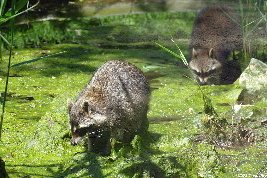 Nordamerikanischer Waschbär