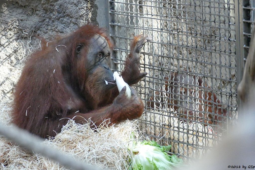 Sumatra-Orang-Utan ROSA und SAYANG