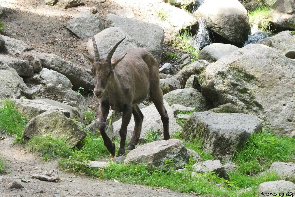 Alpensteinbock
