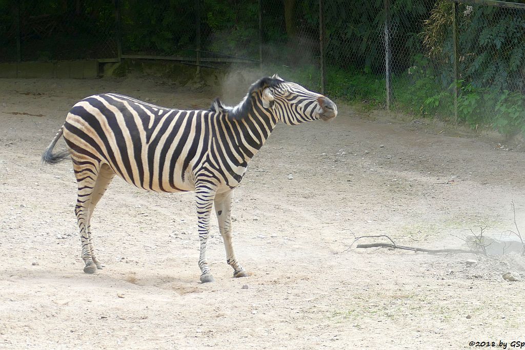 Chapman-Steppenzebra