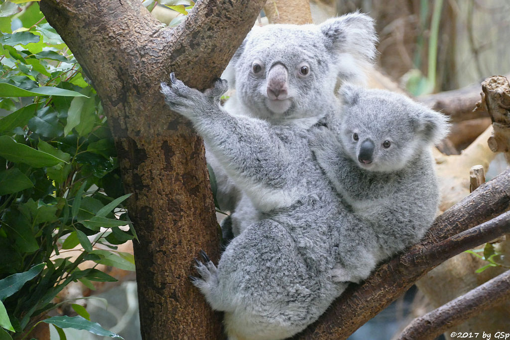 Queensland-Koala mit Jungtier RAMBOORA, geb. am 14.07.16 9 Mon. alt)