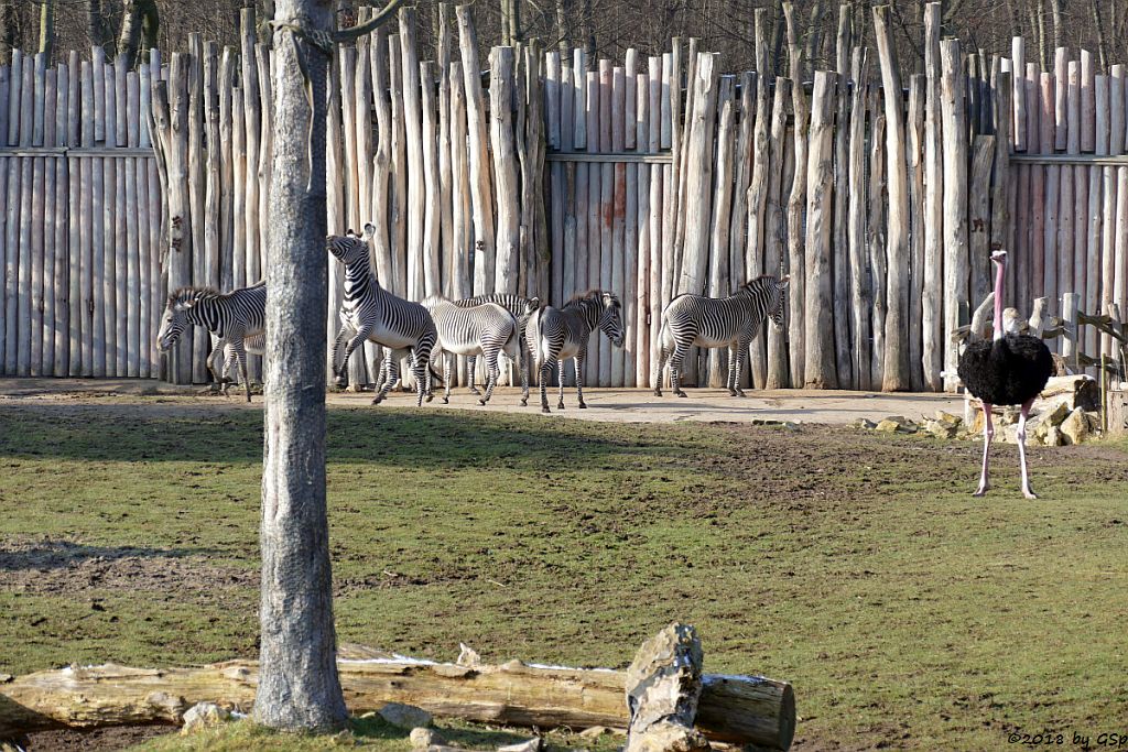 Grévy-Zebra, Nordafrikanischer Strauß (Nordafrikanischer Rothalsstrauß)