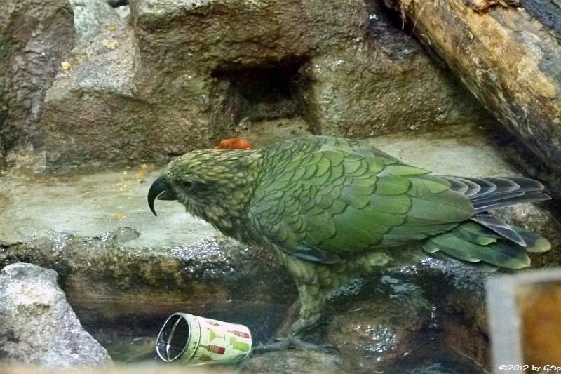 Kea