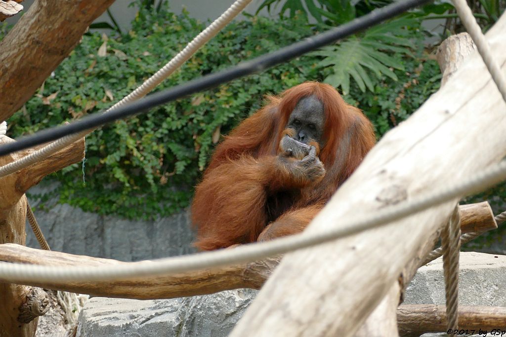 Sumatra-Orang-Utan