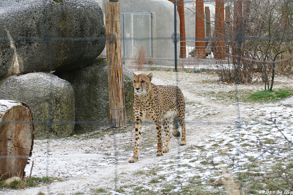 Südafrikanischer Gepard