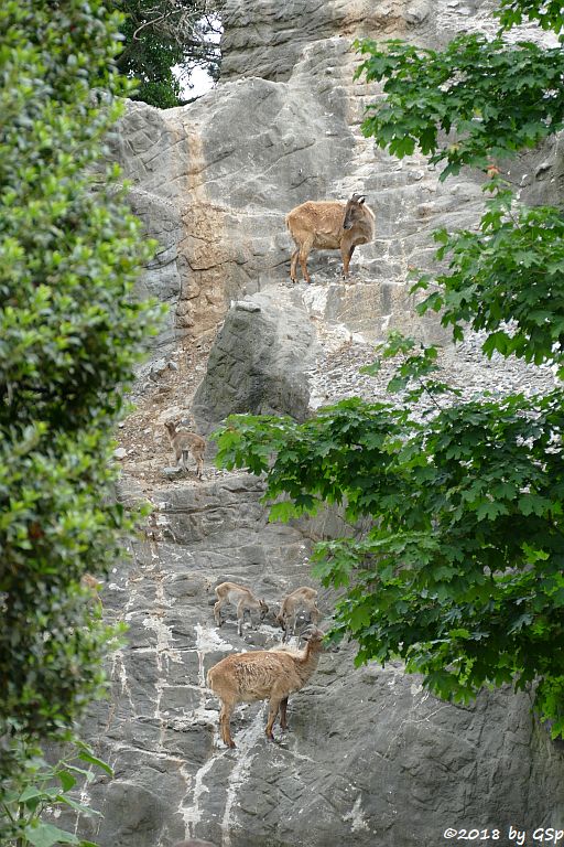 Himalaya-Tahr