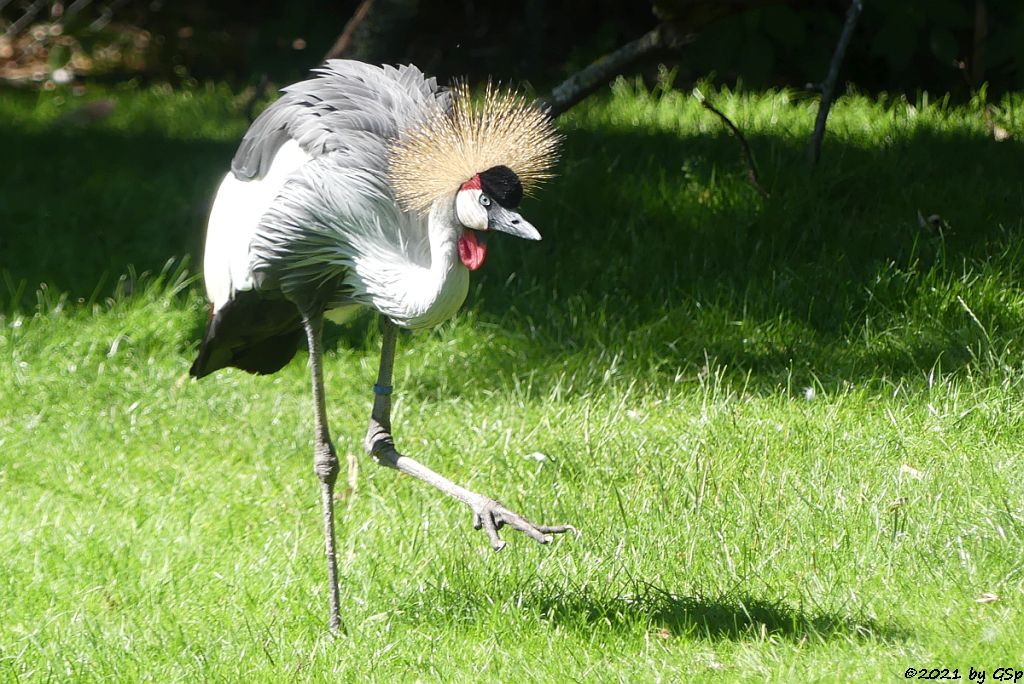 Ostafrikanischer Kronenkranich