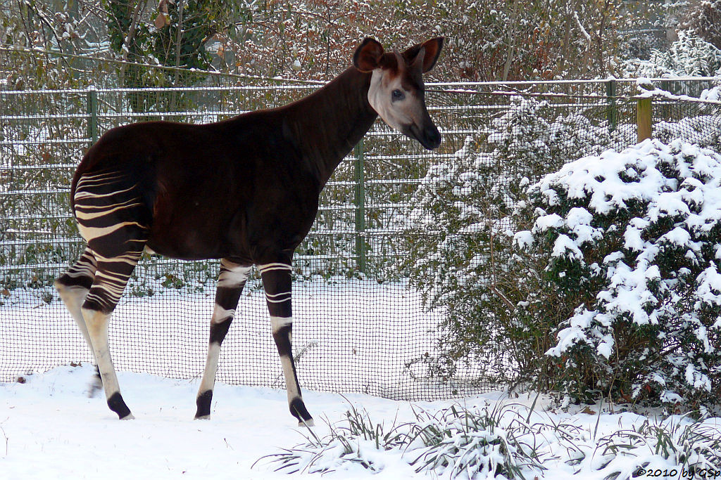 Okapi