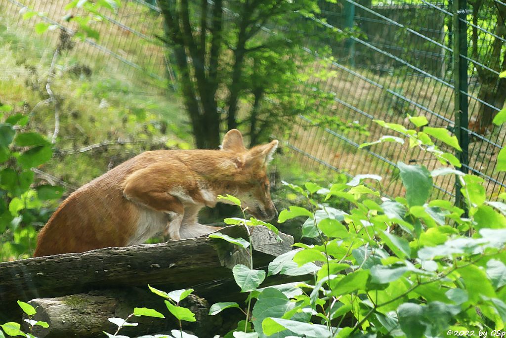 Kiangsi-Rothund (Kiangsi-Alpenwolf)