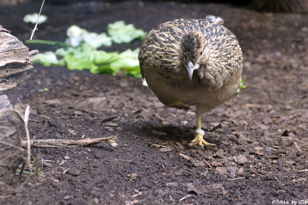 "Therapie-Huhn"