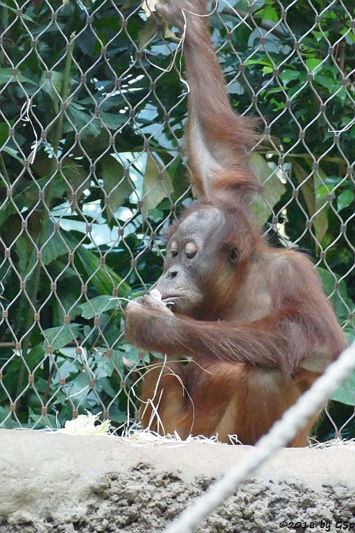 Sumatra-Orang-Utan SAYANG