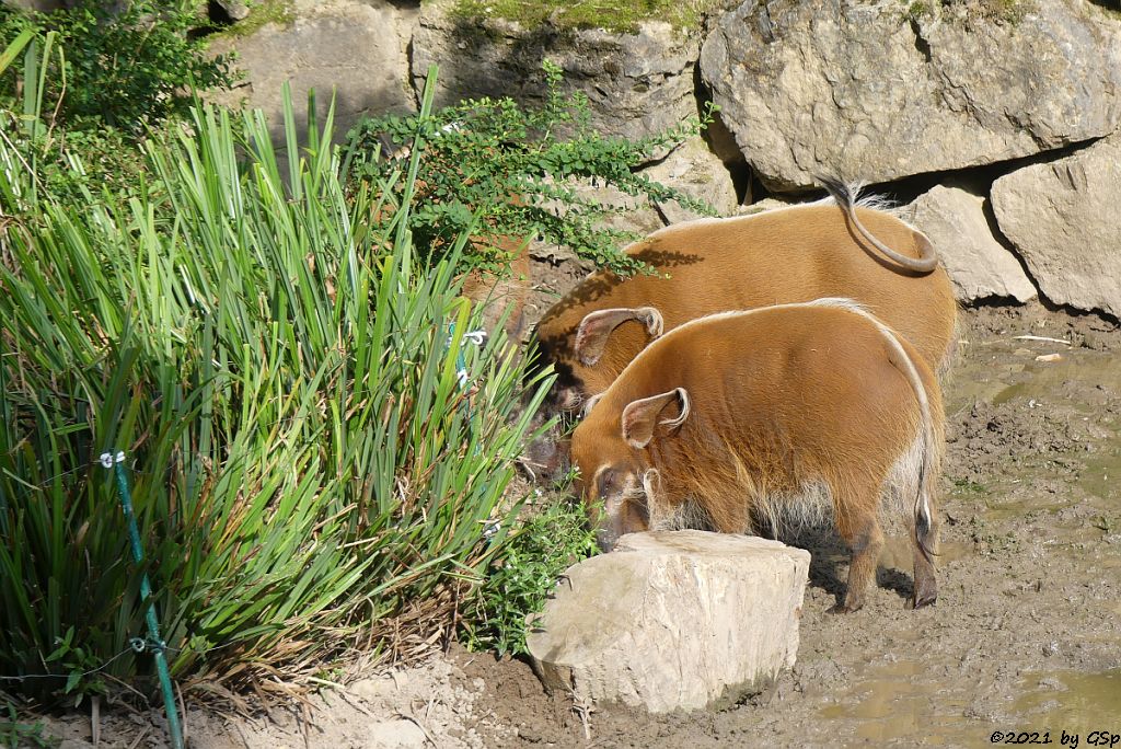 Pinselohrschwein (Rotes Flussschwein)