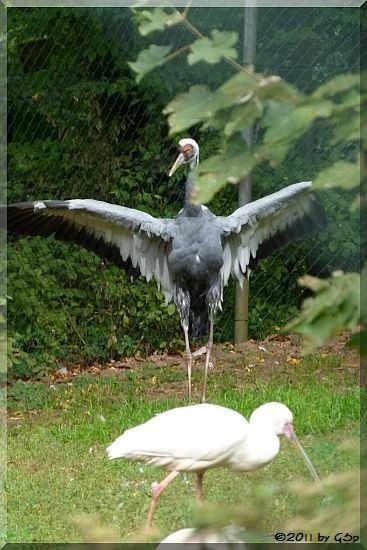 Weißnackenkranich und Löffler