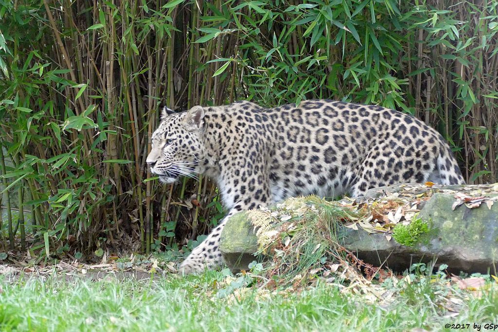 Nordpersischer Leopard (Afghanischer Leopard)