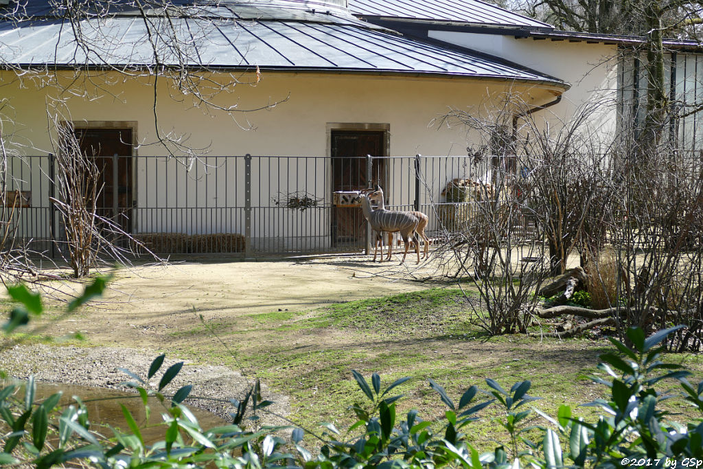 Kleiner Kudu