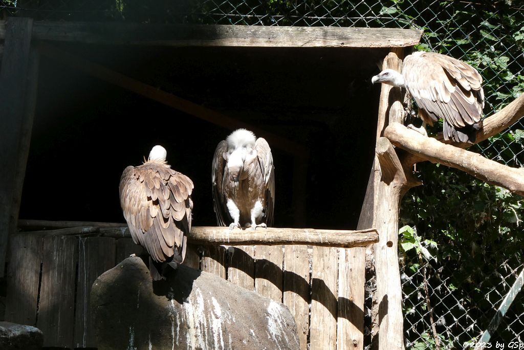 Westlicher Gänsegeier