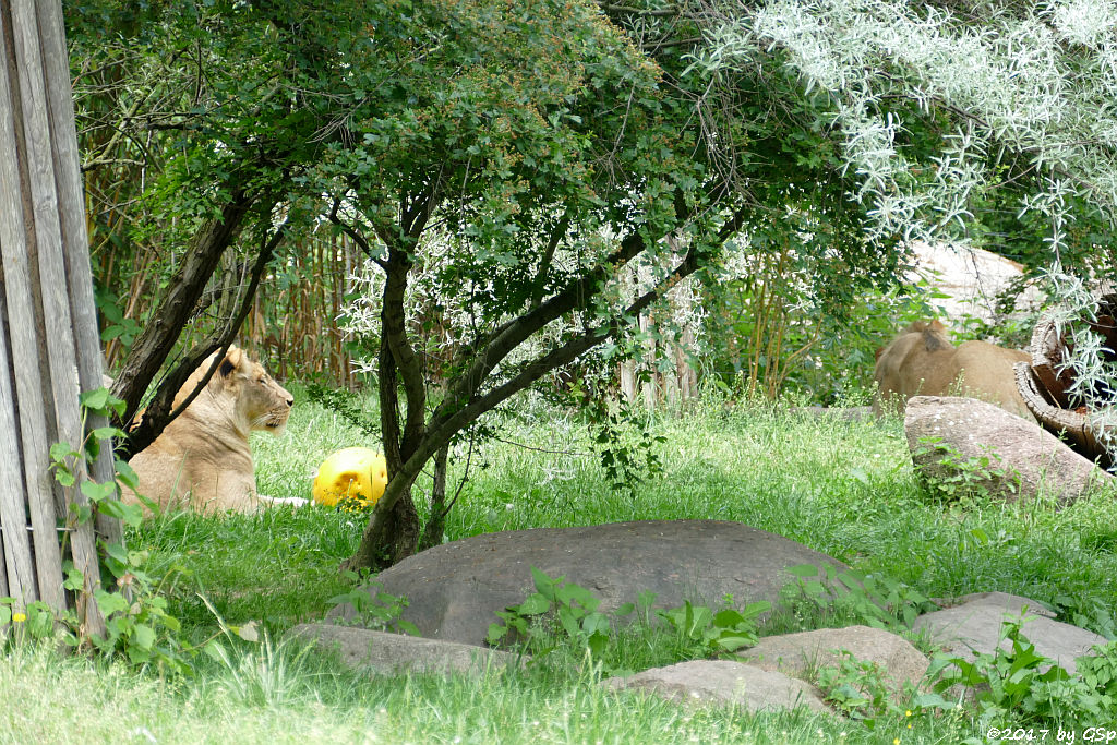 Kalahari-Löwe (Etoscha-Löwe, Wüstenlöwe) KIGALI und MAJO