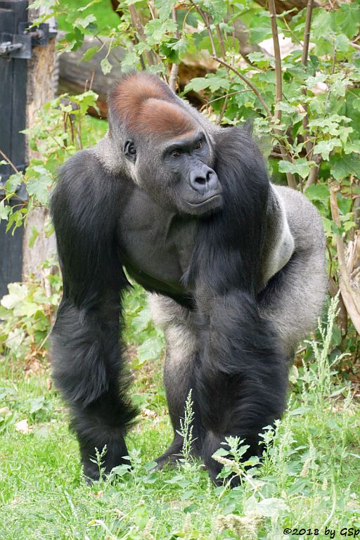 Flachlandgorilla ABEEKU