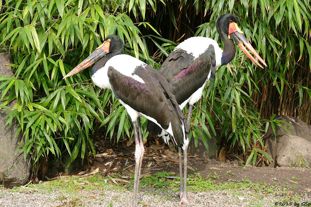 Sattelstorch