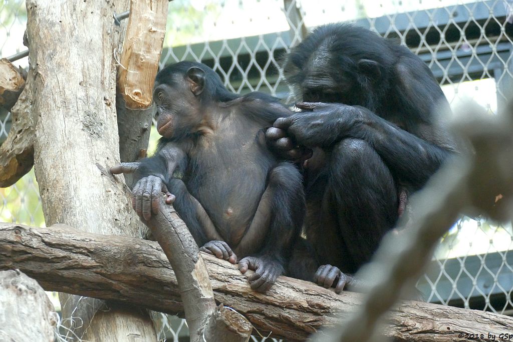 Bonobo (Zwergschimpanse)