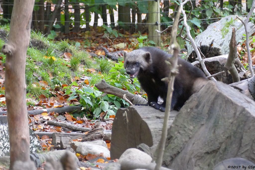 Eurasischer Vielfraß (Järv, Bärenmarder)