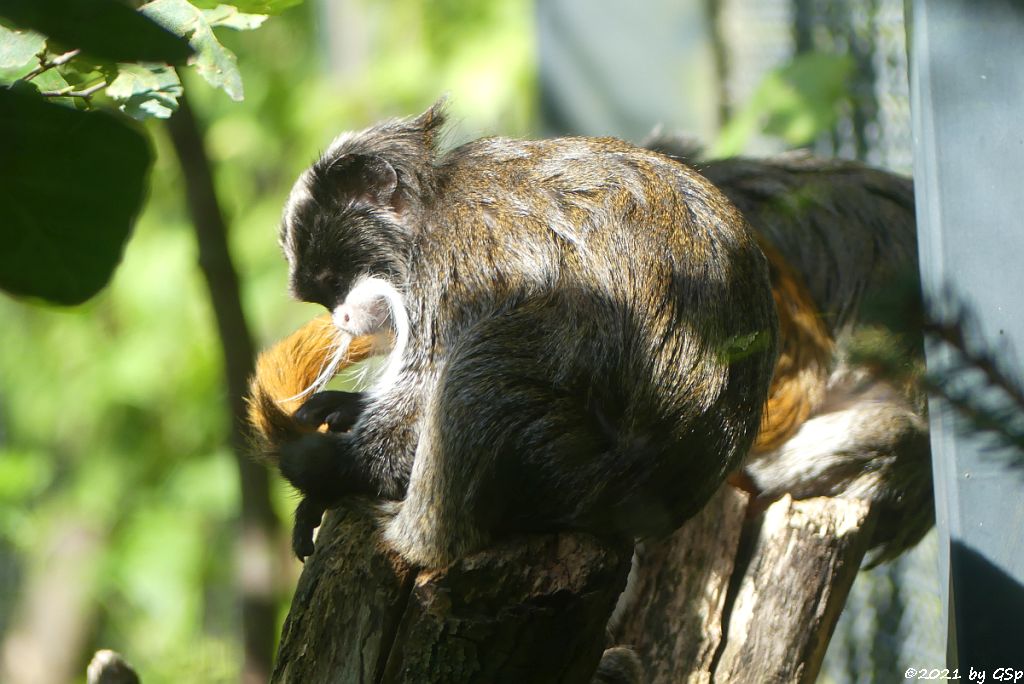 Rotschwänziger Kaiserschnurrbarttamarin